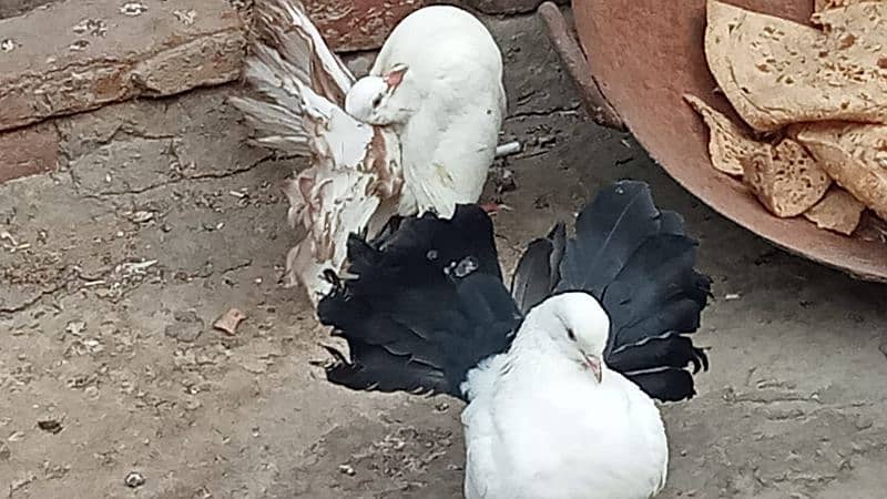 black tail par 1200 fril cheks 2000 pair 5000 singal 3000 1