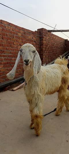beautiful white Bakra for sale