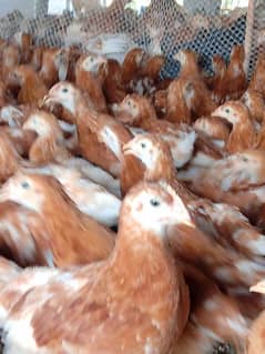 lohman brown | lohmann brown 8 weeks chicks for sell