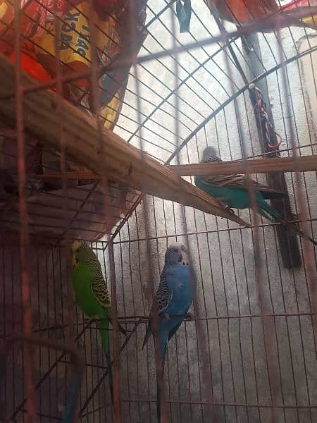 3 budgies Male parrots 2 yearsse zyada  hogye ma ny rahy hovy 6