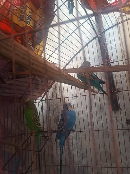 3 budgies Male parrots 2 yearsse zyada  hogye ma ny rahy hovy 7