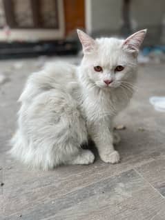 Persian triple coat pair