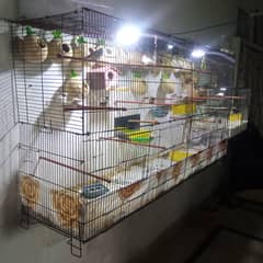 zebra finches & cage for sale