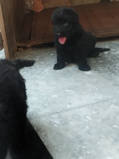 long coat extraordinary black puppies