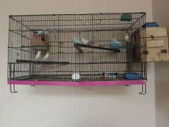 cage + birds 0