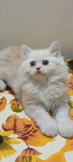 Persian kittens available for sale ( triple coated)