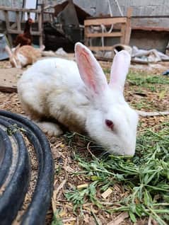 Rabbits For Sale Complete Colony/ Khargosh Rabbit chicks duck