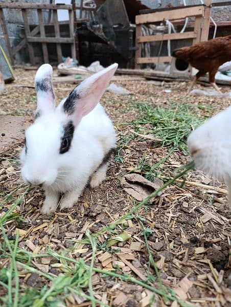 Rabbits For Sale Complete Colony/ Khargosh Rabbit chicks duck 1