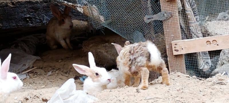 Rabbits For Sale Complete Colony/ Khargosh Rabbit chicks duck 5