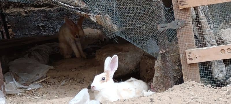 Rabbits For Sale Complete Colony/ Khargosh Rabbit chicks duck 6