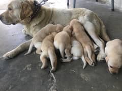 Labrador puppies 0