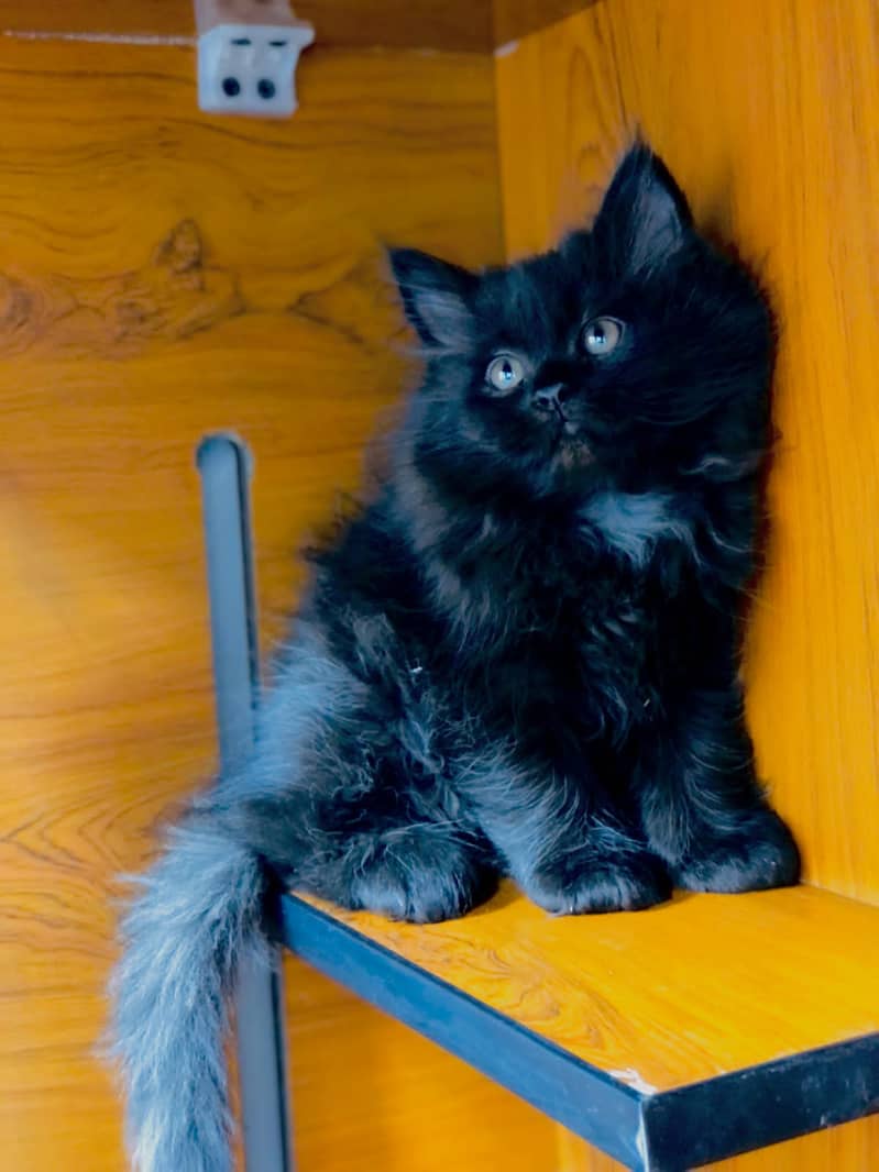 Persian / Kitten / Triple coat / Cute Cats / Fluffy Cat / small kitte 6