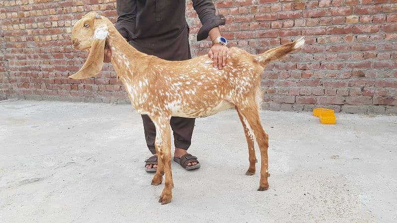 3 desi bakriyan 1 tedi bakri or 1 bakra 0