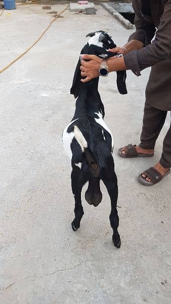 3 desi bakriyan 1 tedi bakri or 1 bakra 2