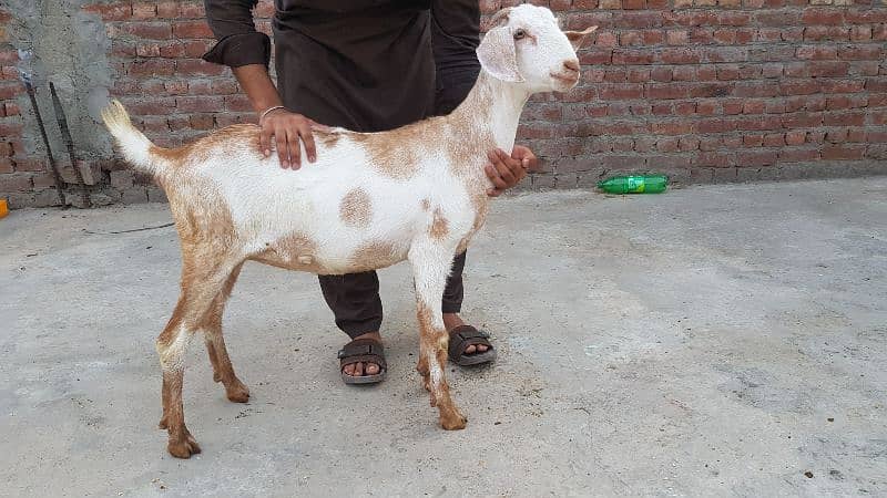 3 desi bakriyan 1 tedi bakri or 1 bakra 7