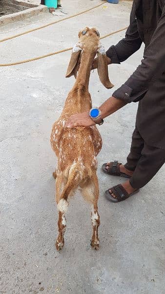 3 desi bakriyan 1 tedi bakri or 1 bakra 14