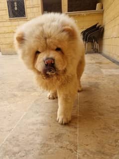 chow chow male puppy for sale