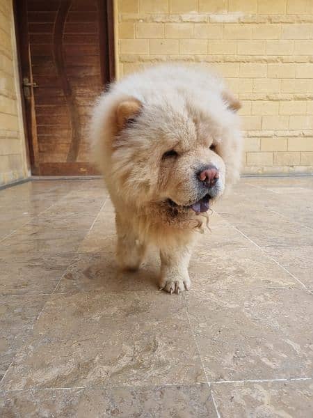 chow chow 1