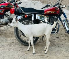 imported Goat Available Hiran Cross Female