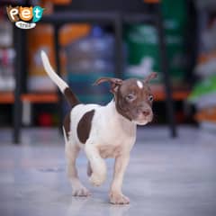 American Pit Bull Terrier Puppy 0