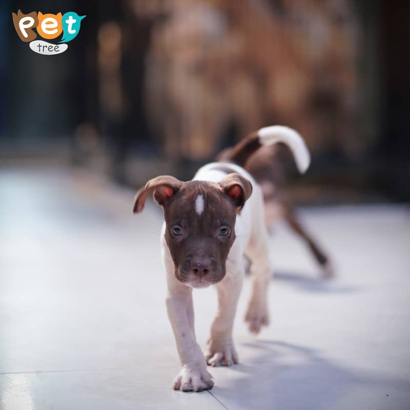 American Pit Bull Terrier Puppy 2