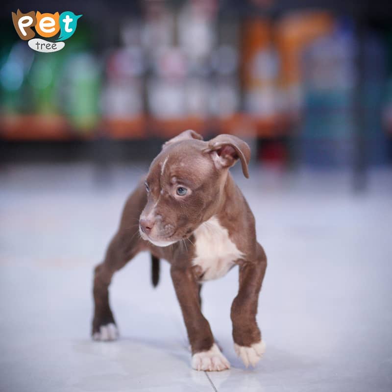 American Pit Bull Terrier Puppy 6