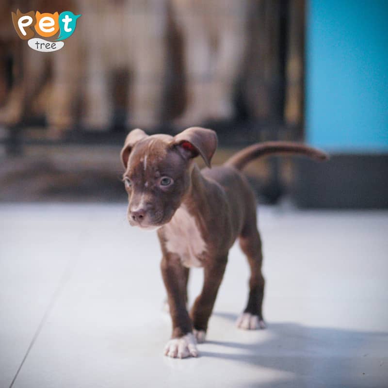 American Pit Bull Terrier Puppy 8