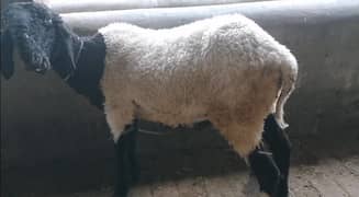 2 sheep for sale