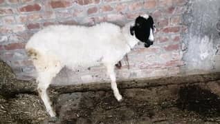 2 sheep for sale