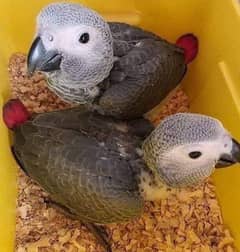 African grey parrot chick for sale 0319320624