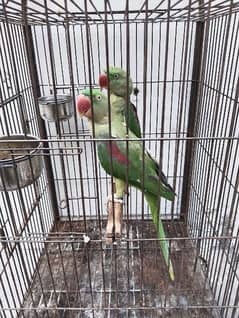 Raw parrots available for sale