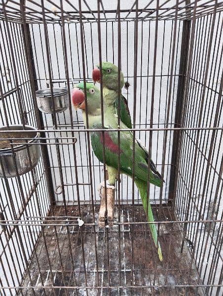 Raw parrots available for sale 0