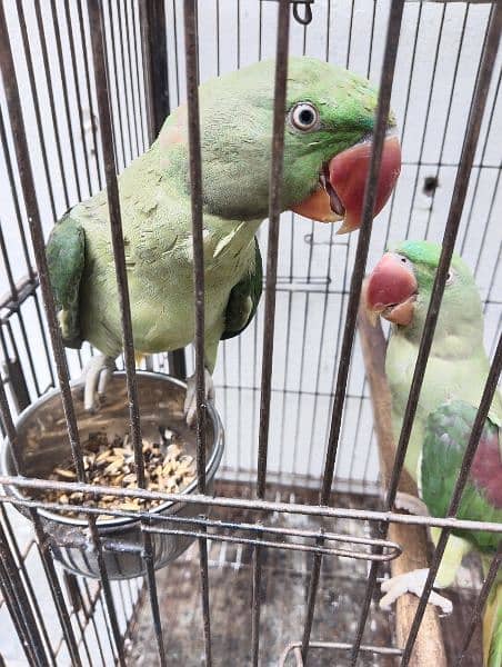 Raw parrots available for sale 1