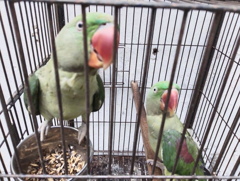 Raw parrots available for sale 2