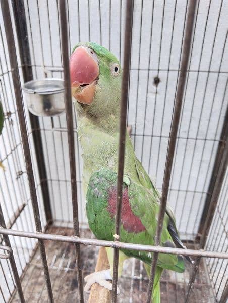 Raw parrots available for sale 3