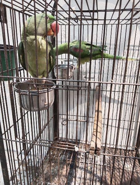Raw parrots available for sale 6