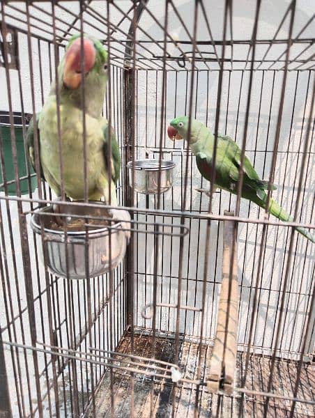 Raw parrots available for sale 7