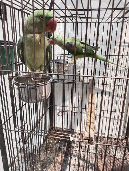 Raw parrots available for sale 8