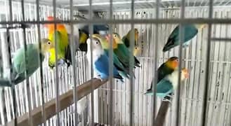 best quality mix lovebirds ,age 4 to 7 months,