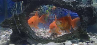 fishes for sale 3 fish hai urgent Size 6 inches hai