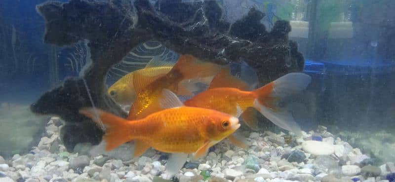 fishes for sale 3 fish hai urgent 2