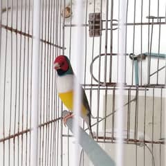 Lady Gouldian Male