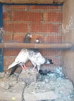 1500 pr taddy baby pigeon