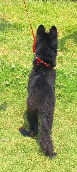 topline show quality black gsd proper long coat male for sale 3