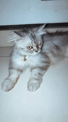My cat is grey n white colour. Cat is fulled trained for washroom . 0
