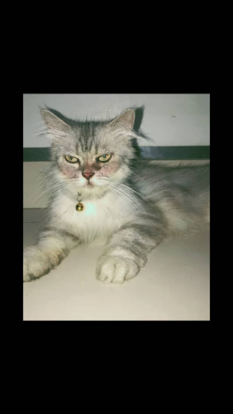 My cat is grey n white colour. Cat is fulled trained for washroom . 1