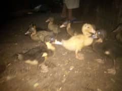 Ducks chicks for sale