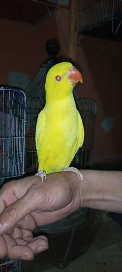 yellow Ring neck Hend Tamed parrot for sale