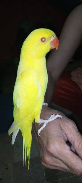 yellow Ring neck Hend Tamed parrot for sale 1