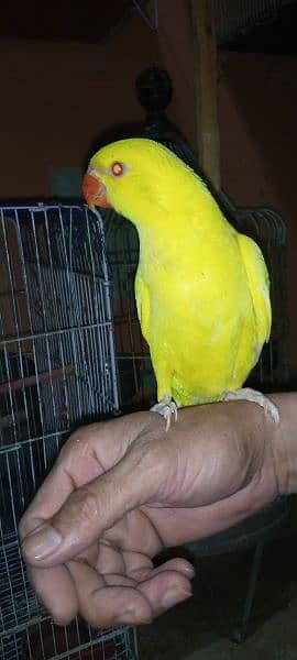 yellow Ring neck Hend Tamed parrot for sale 2